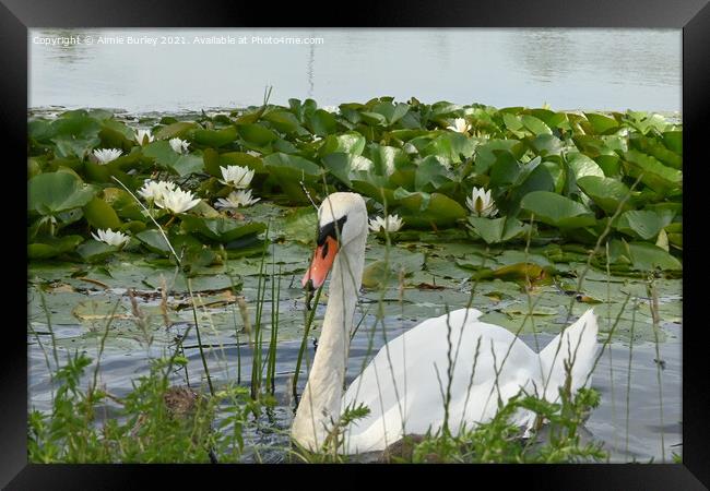 A swan amongst the water lilies  Framed Print by Aimie Burley