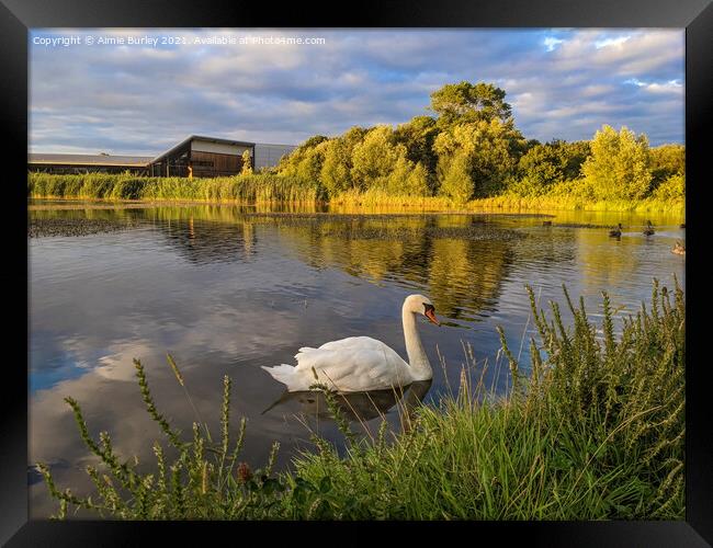 Lone Swan Framed Print by Aimie Burley