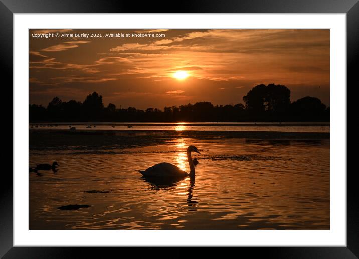 Swan silhouette Framed Mounted Print by Aimie Burley