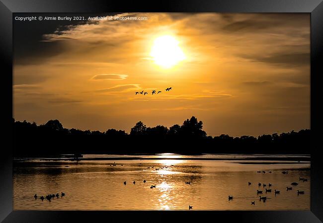 Geese Flying Over Big Waters at Sunset  Framed Print by Aimie Burley