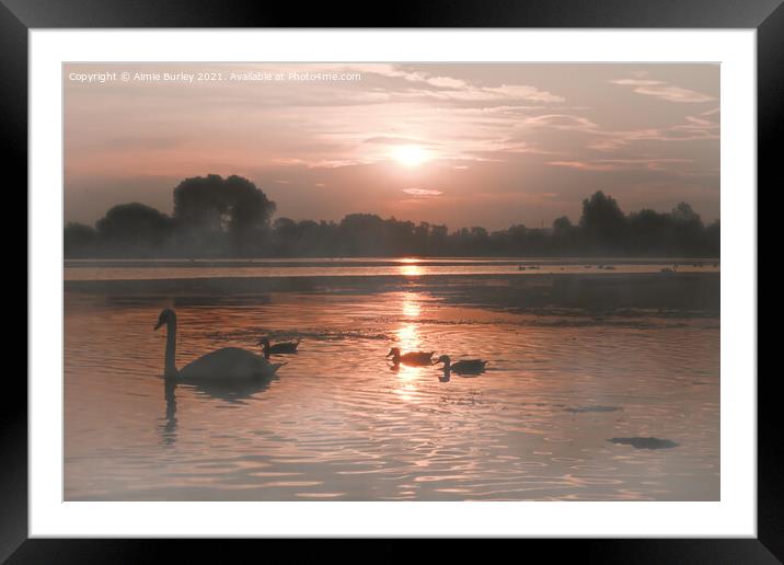 Swans in the mist Framed Mounted Print by Aimie Burley
