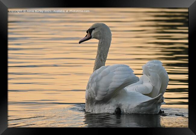 Swan at sunset landscape Framed Print by Aimie Burley