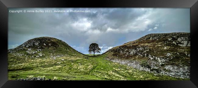 Panoramic sycamore gap Framed Print by Aimie Burley