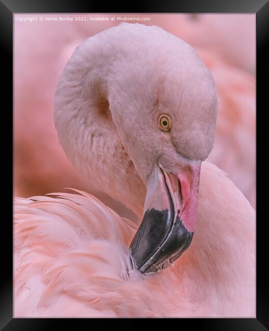 Pretty Flamingo Framed Print by Aimie Burley