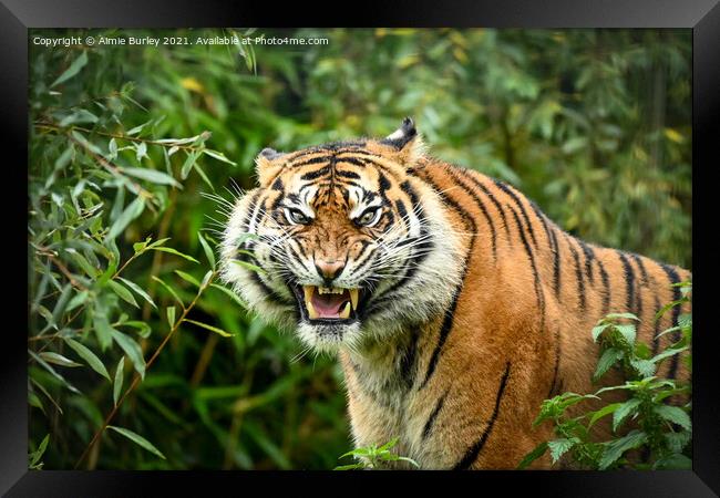 Sumatran tiger  Framed Print by Aimie Burley