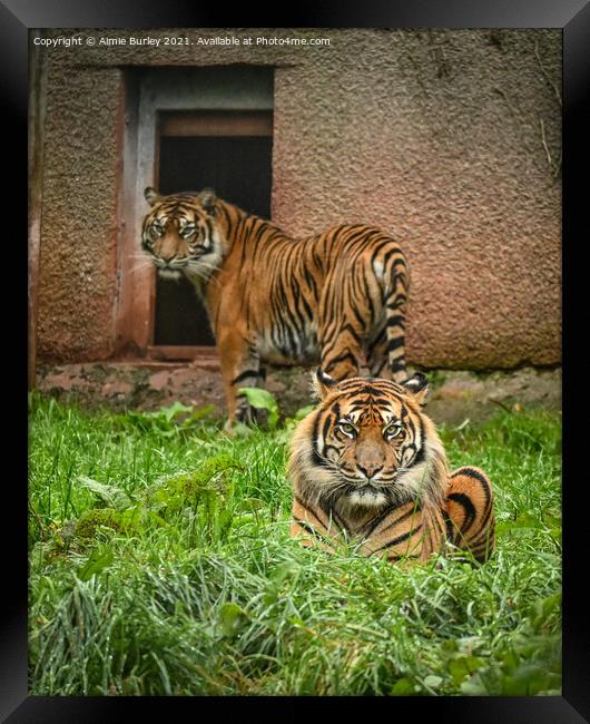Sumatran tigers Framed Print by Aimie Burley