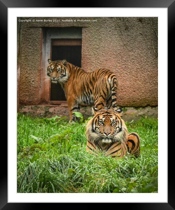 Sumatran tigers Framed Mounted Print by Aimie Burley