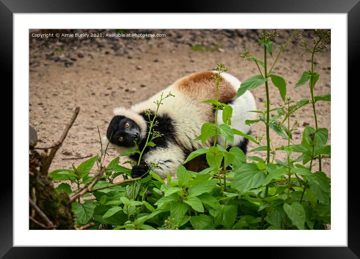 Lemur eating  Framed Mounted Print by Aimie Burley