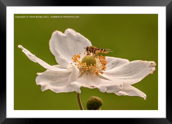 Hoverfly on white flower Framed Mounted Print by Aimie Burley