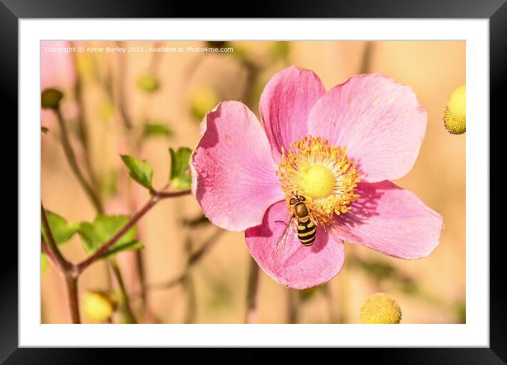 Hoverfly on pink flower Framed Mounted Print by Aimie Burley