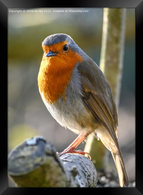 Robin Portrait Framed Print by Aimie Burley