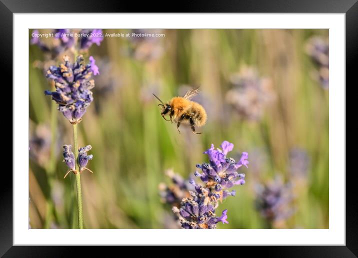 Pollen Paradise Framed Mounted Print by Aimie Burley