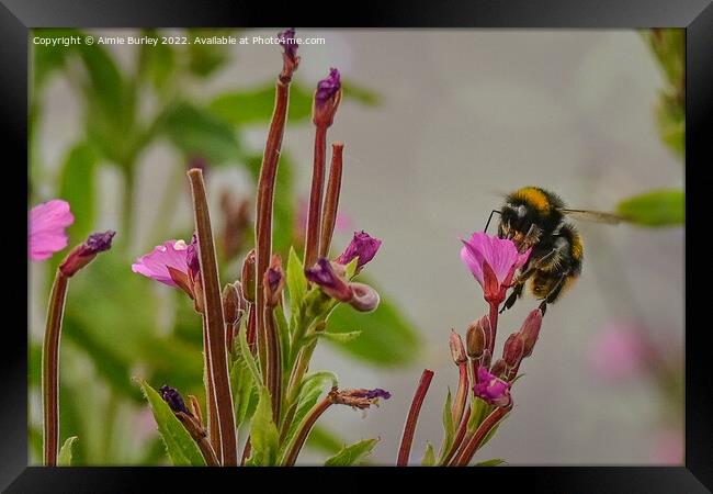 Bee on a pink flower Framed Print by Aimie Burley