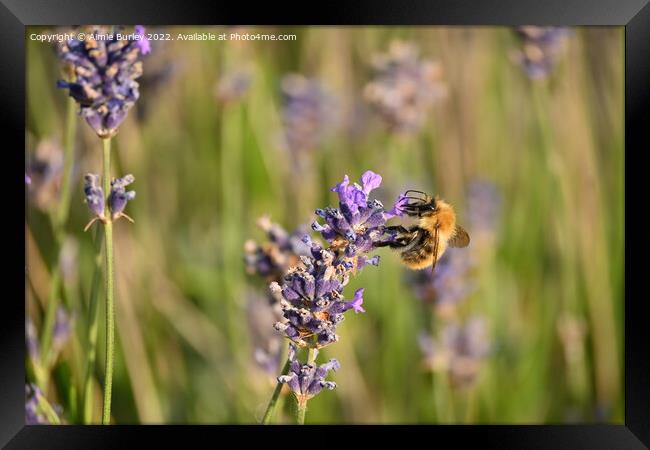 Bee on lavender Framed Print by Aimie Burley