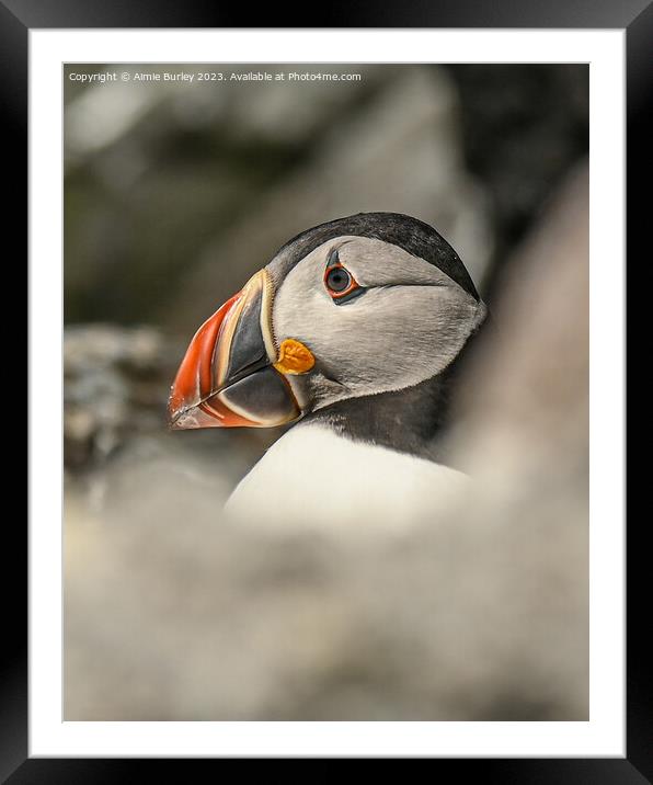 The Puffin's Pristine Portrait Framed Mounted Print by Aimie Burley