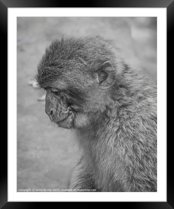 Intriguing Primate Portrait Framed Mounted Print by Aimie Burley