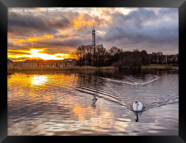 Swan at sunset Framed Print by Aimie Burley