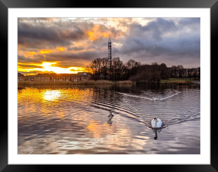 Swan at sunset Framed Mounted Print by Aimie Burley