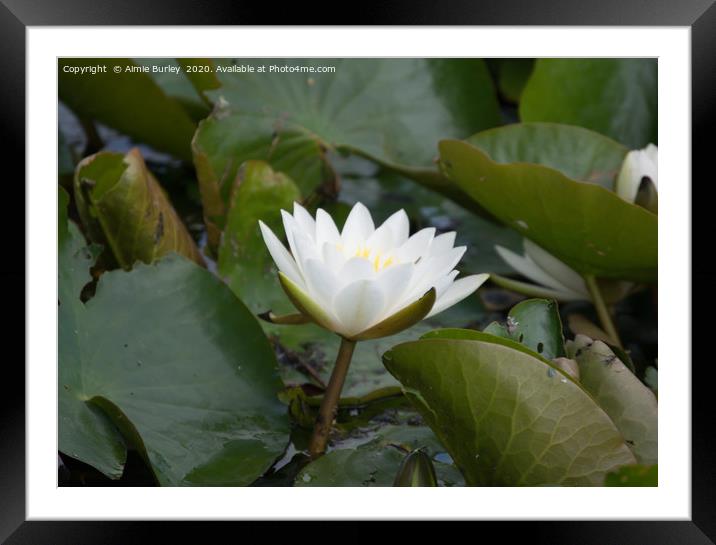 Lilies on the Lake Framed Mounted Print by Aimie Burley