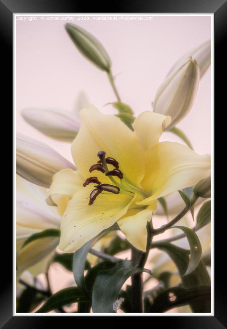 Lilies in Bloom Framed Print by Aimie Burley