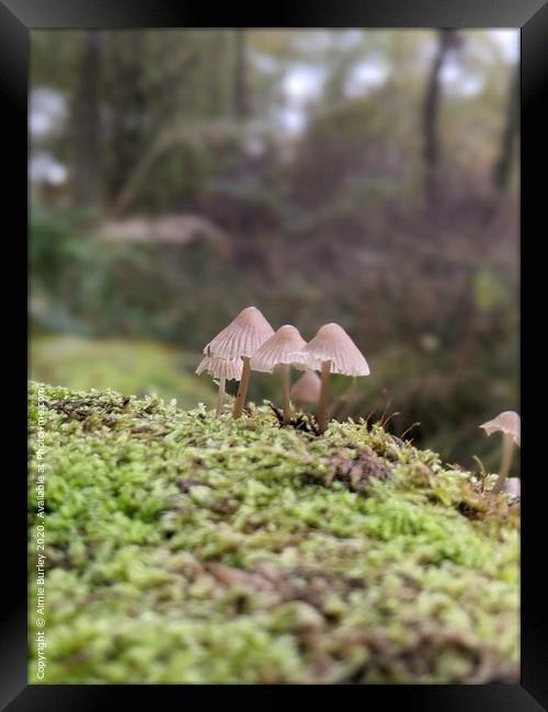 Mushroom Close up Framed Print by Aimie Burley