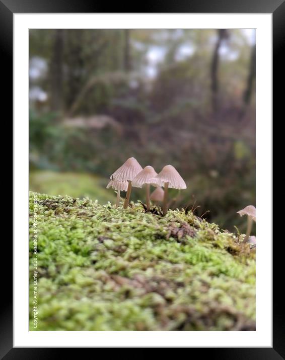 Mushroom Close up Framed Mounted Print by Aimie Burley