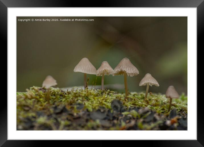 Mossy Mushrooms Framed Mounted Print by Aimie Burley