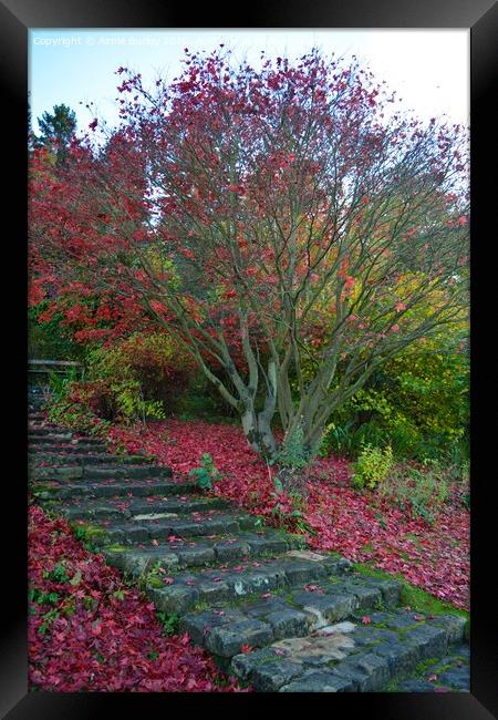 Autumn steps, Northumberland  Framed Print by Aimie Burley