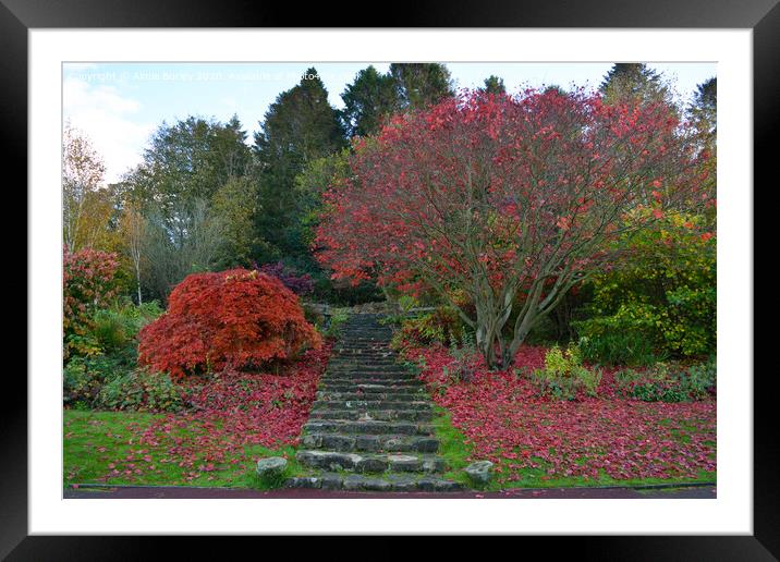 Carlisle Park, Morpeth in Autumn   Framed Mounted Print by Aimie Burley