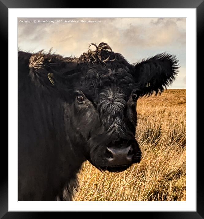 A Cow in Northumberland  Framed Mounted Print by Aimie Burley
