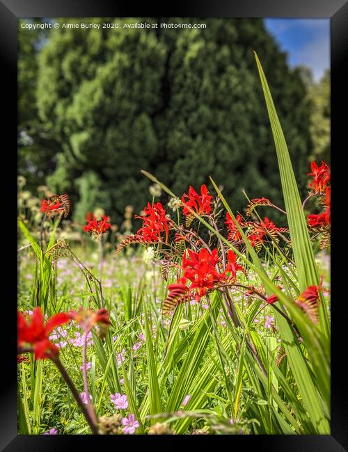 Red flowers  Framed Print by Aimie Burley