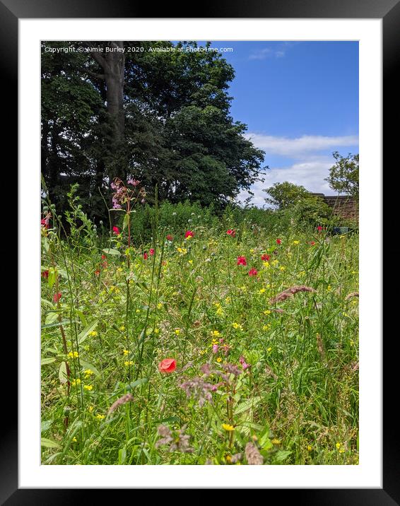 Poppies   Framed Mounted Print by Aimie Burley