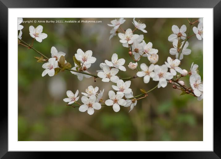 Cherry blossom Framed Mounted Print by Aimie Burley