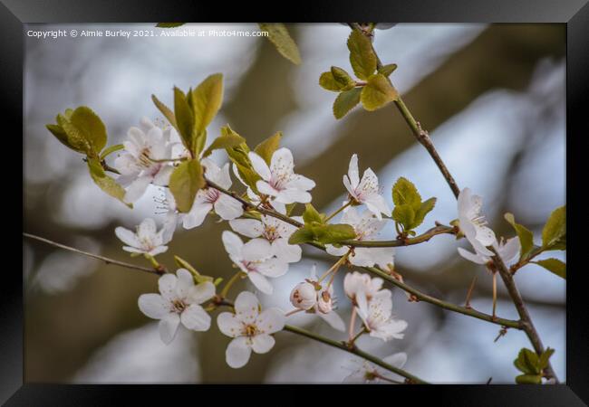 White Cherry blossom Framed Print by Aimie Burley