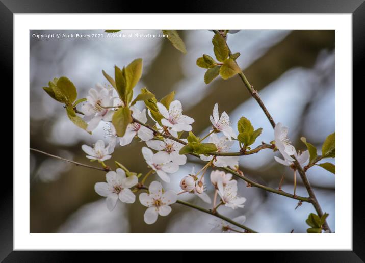 White Cherry blossom Framed Mounted Print by Aimie Burley
