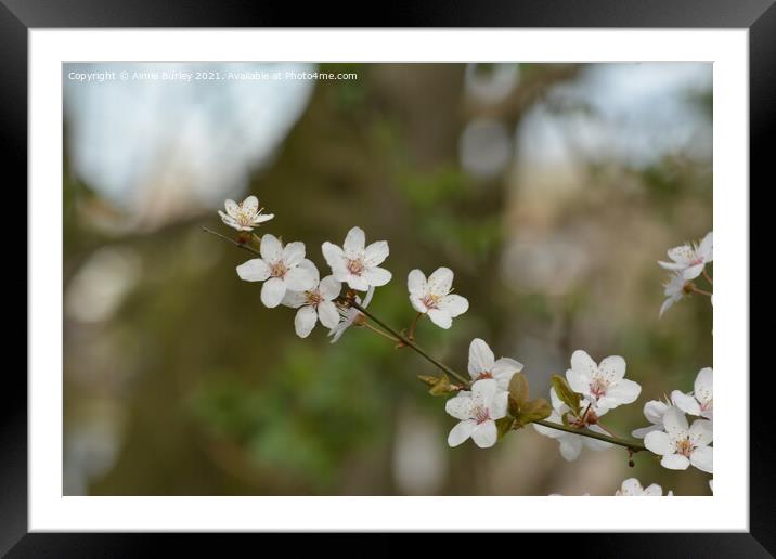 White blossom Framed Mounted Print by Aimie Burley