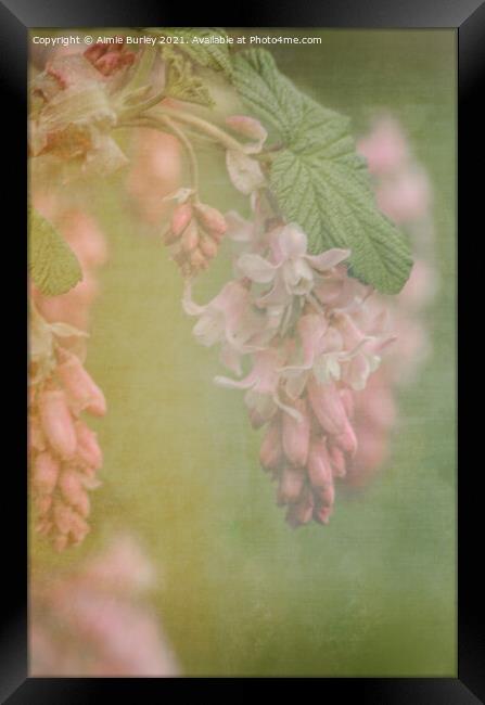 Soft pink flowers Framed Print by Aimie Burley
