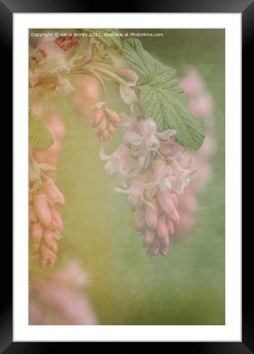 Soft pink flowers Framed Mounted Print by Aimie Burley