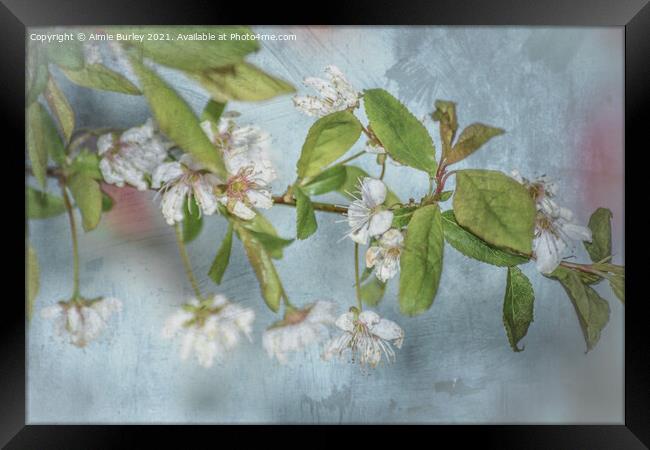 White blossom on blue Framed Print by Aimie Burley