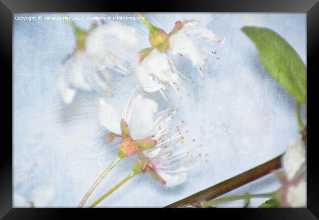 Blossom close up Framed Print by Aimie Burley
