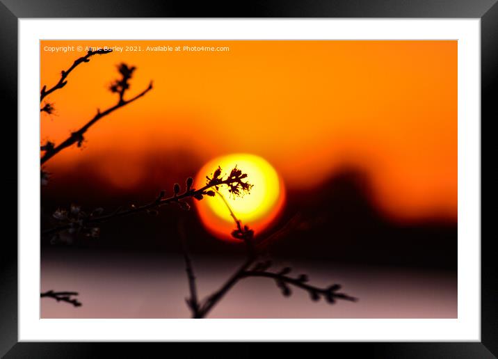 Flowers at sunset Framed Mounted Print by Aimie Burley
