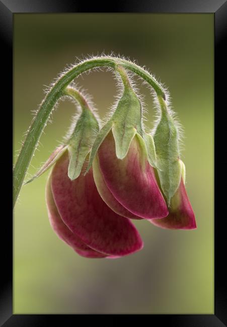 Sweet Pea Framed Print by Ann Goodall