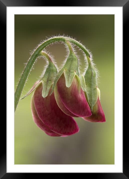 Sweet Pea Framed Mounted Print by Ann Goodall