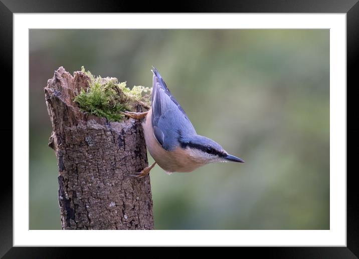 Nuthatch on tree stump Framed Mounted Print by Ann Goodall