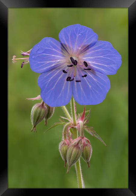 Meadow Crane's-bill (Geranium pratense) Framed Print by Ann Goodall