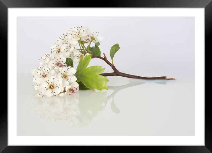 May Blossom #3 Framed Mounted Print by Ann Goodall