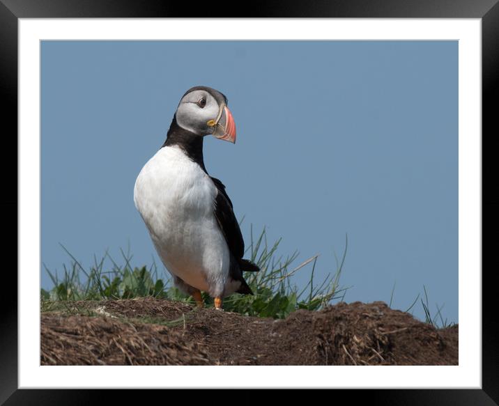 Puffin at it's burrow Framed Mounted Print by Ann Goodall