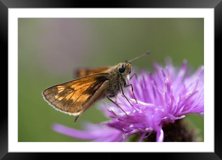 Large Skipper butterfly Framed Mounted Print by Ann Goodall