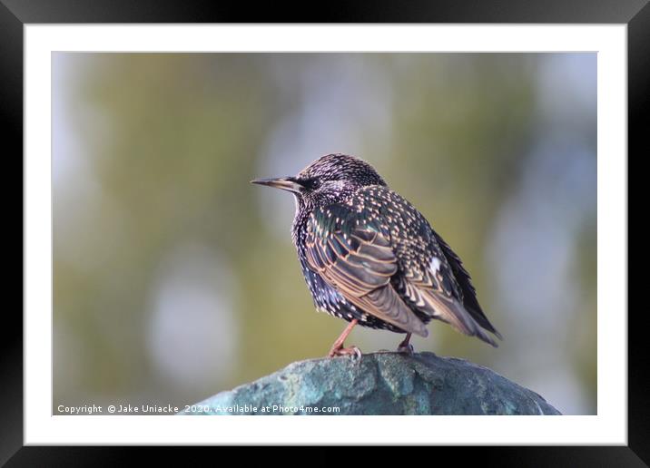 The Starling Framed Mounted Print by Jake Uniacke