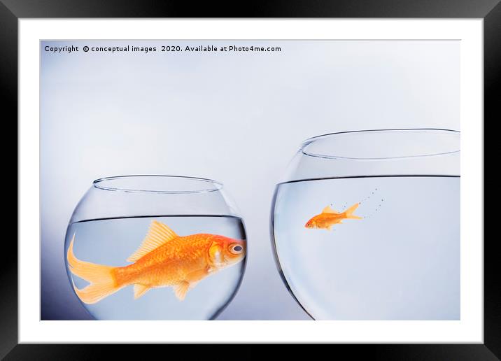 Large and small goldfish, in contrasting size bowl Framed Mounted Print by conceptual images